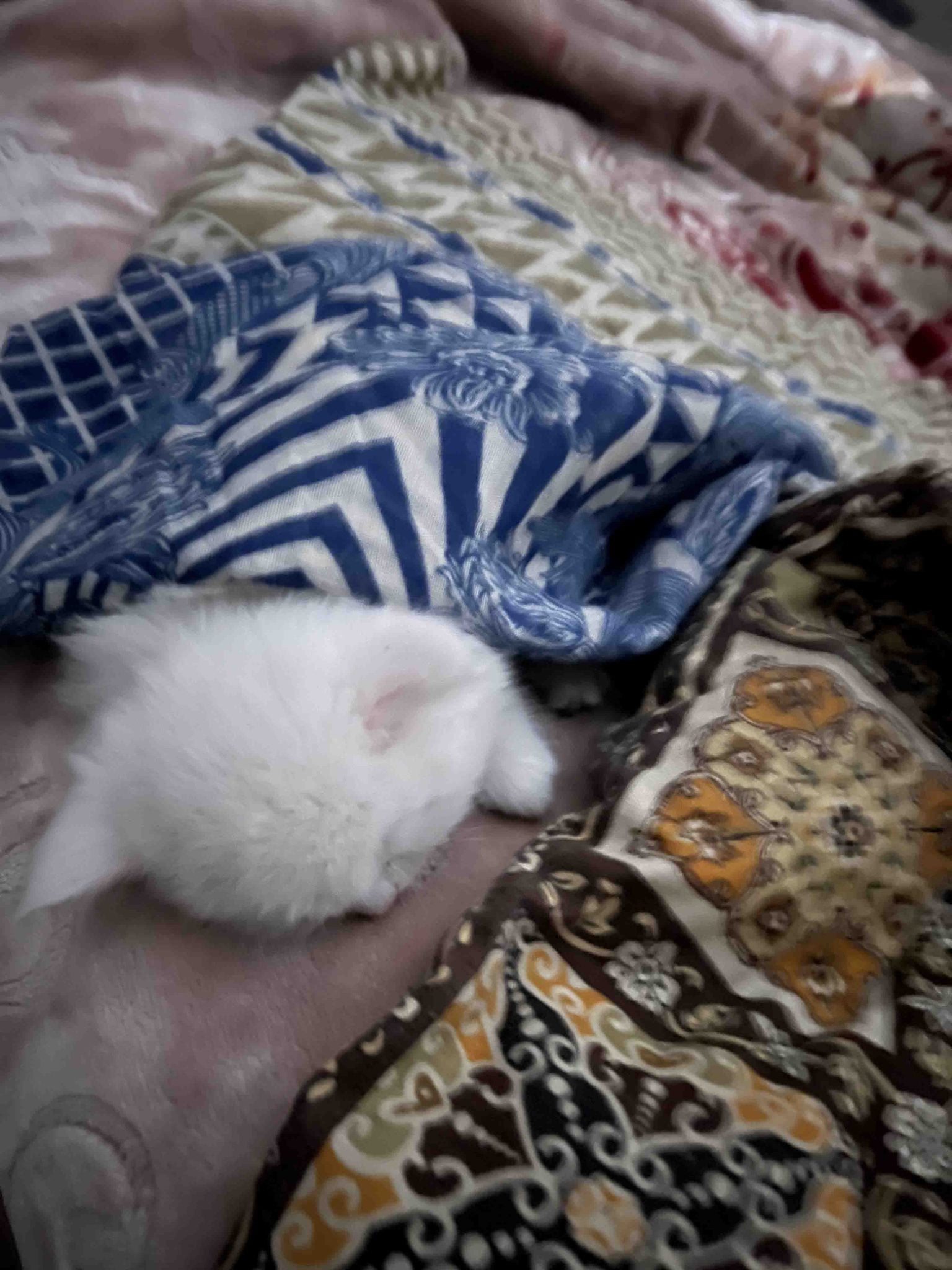 Mewtwo sleeping